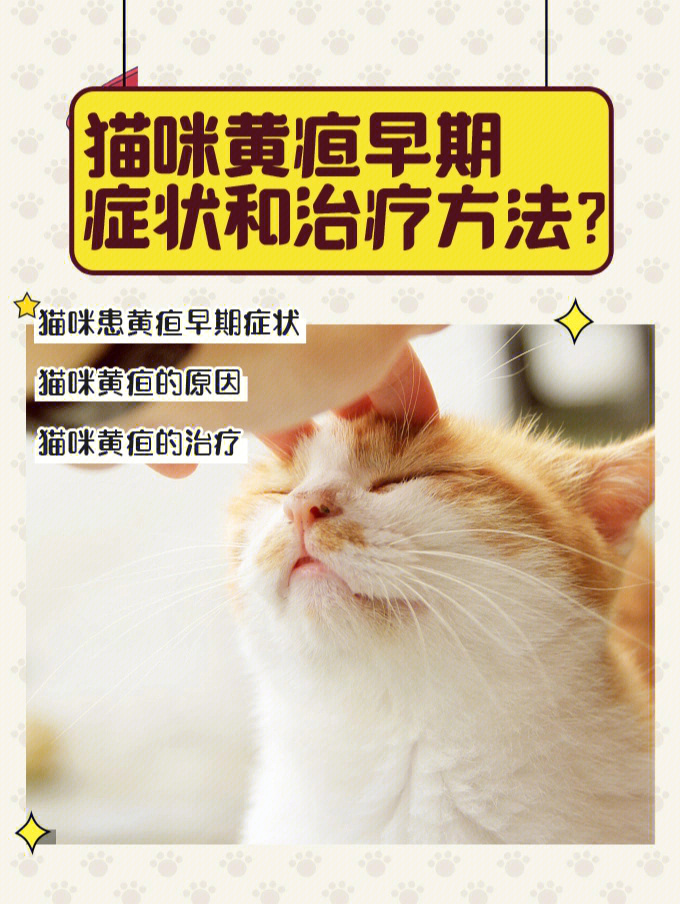 猫咪黄疸症状图片