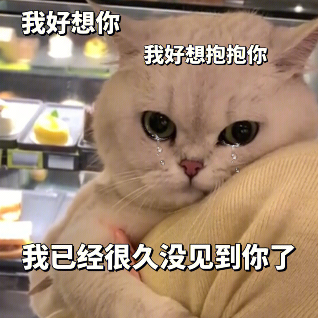 猫咪扯衣角撒娇表情包图片