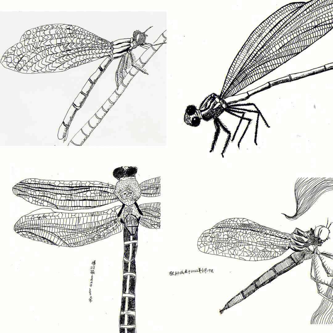 大蜻蜓线描画图片