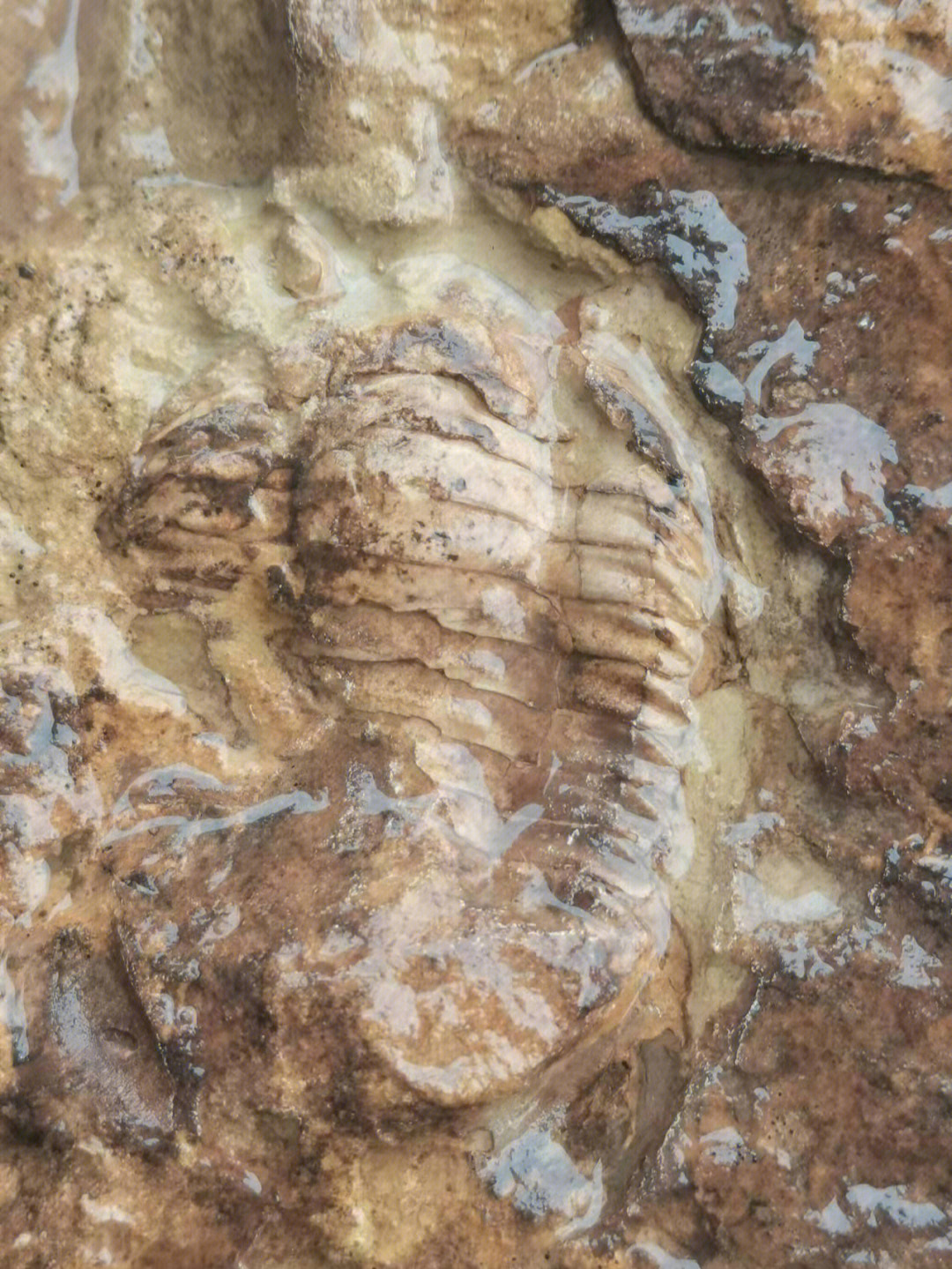 怪诞虫化石图片