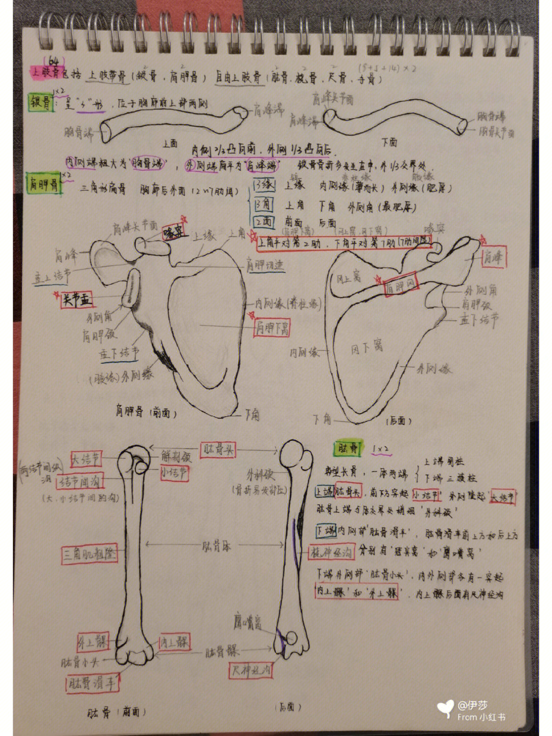 运动解剖学笔记重点图片