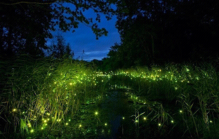 萤火虫像飘着的一盏盏绿色小灯夏夜萤火虫