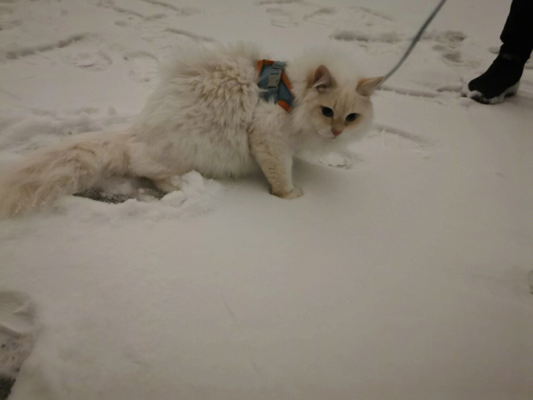 四脚踏雪的猫什么寓意图片
