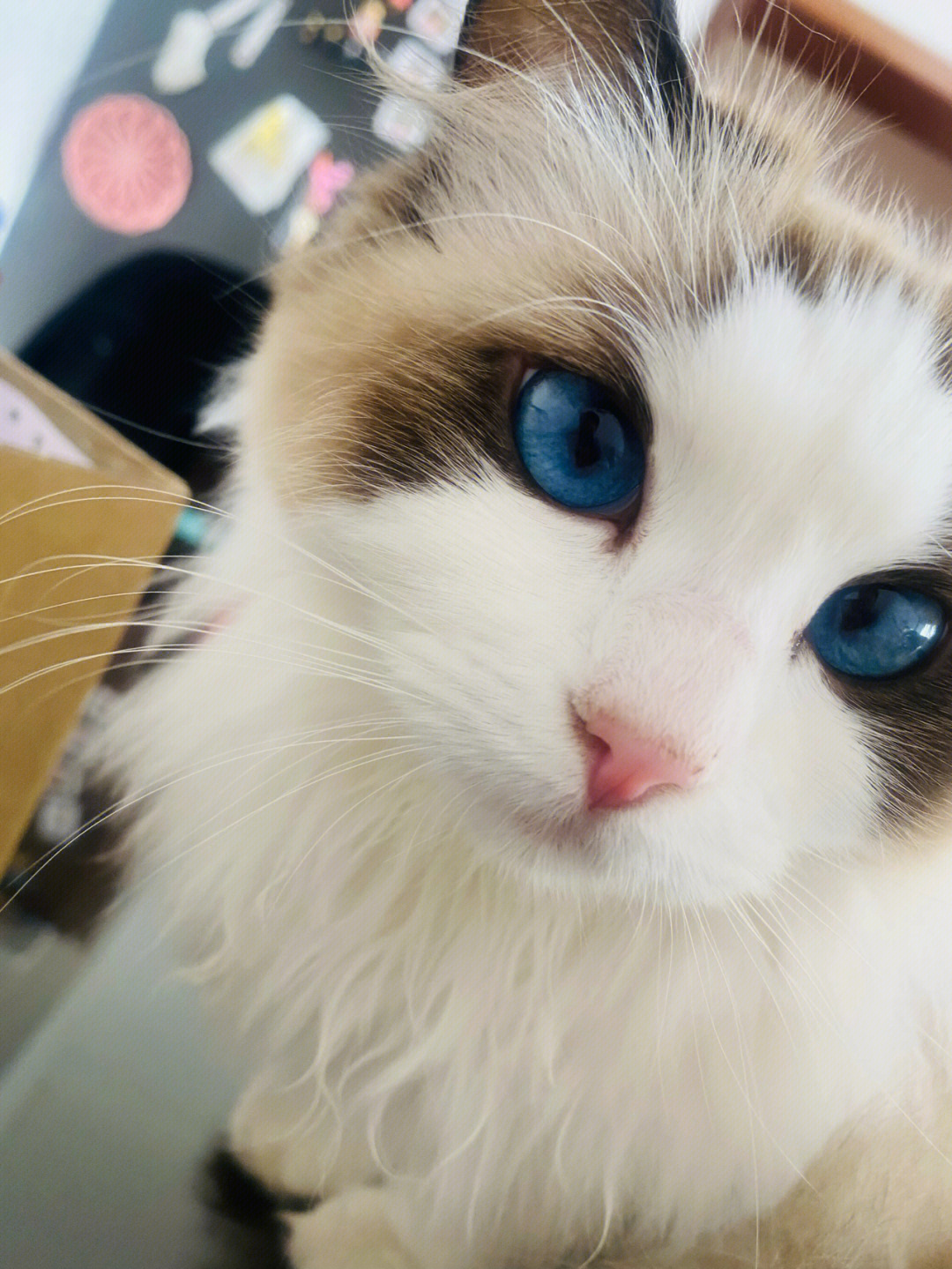 布偶猫杏仁眼和圆眼图片
