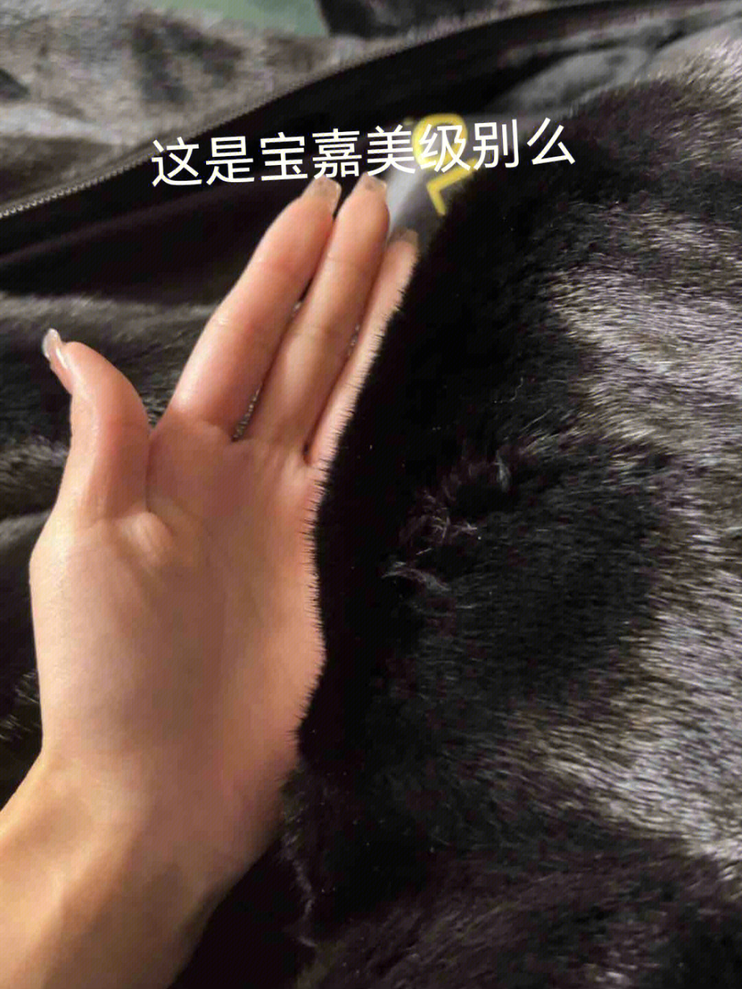 宝嘉美商标图片图片