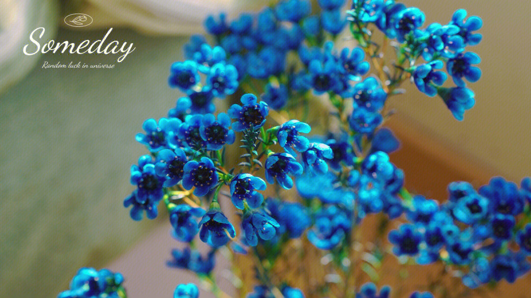 最美的蓝色梅花图片图片