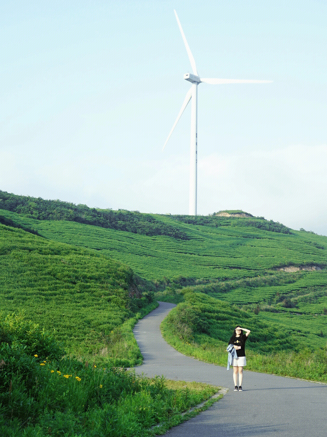 宁波最美风车公路地址图片