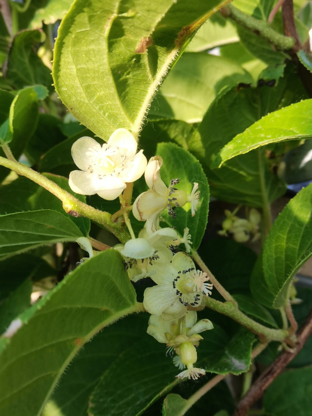 软枣猕猴桃几月开花图片