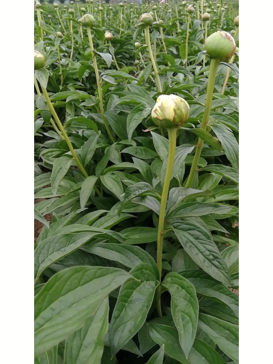 芍药怎么种植_芍药种植方法_芍药盆栽种植方法