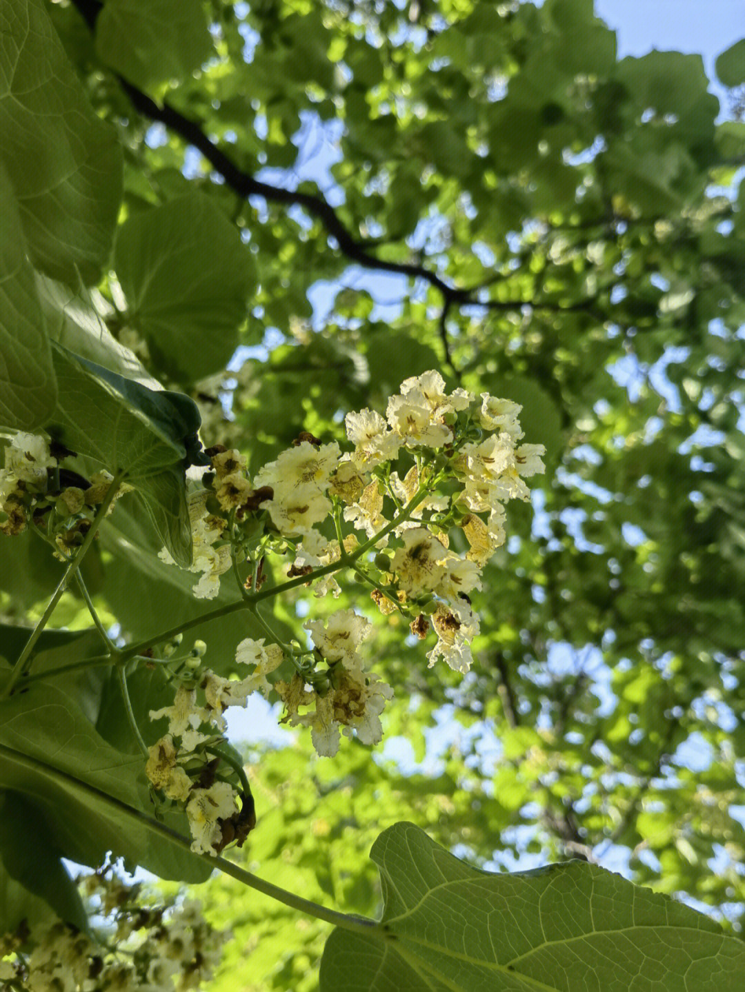 老远闻到一阵花香,原来是梓树#国家植物园北园