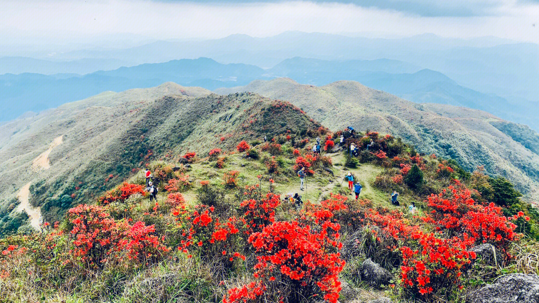 天露山漫山遍野杜鹃花