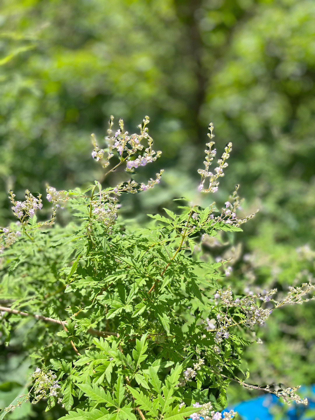 荆花