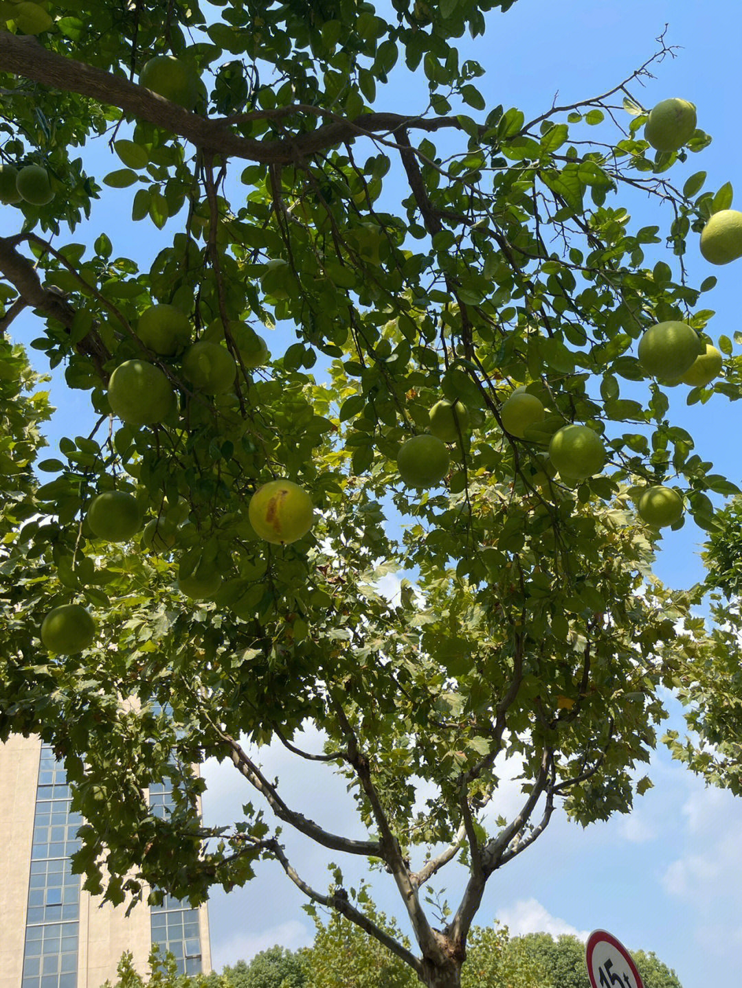 柚子树花芽分化过程图图片