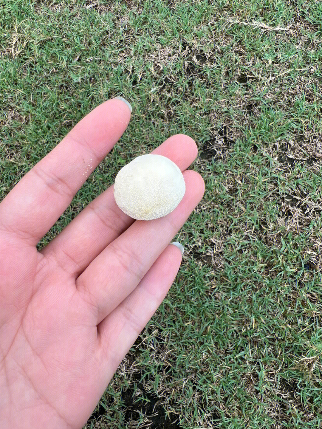 雨后草地上白色的蘑菇图片