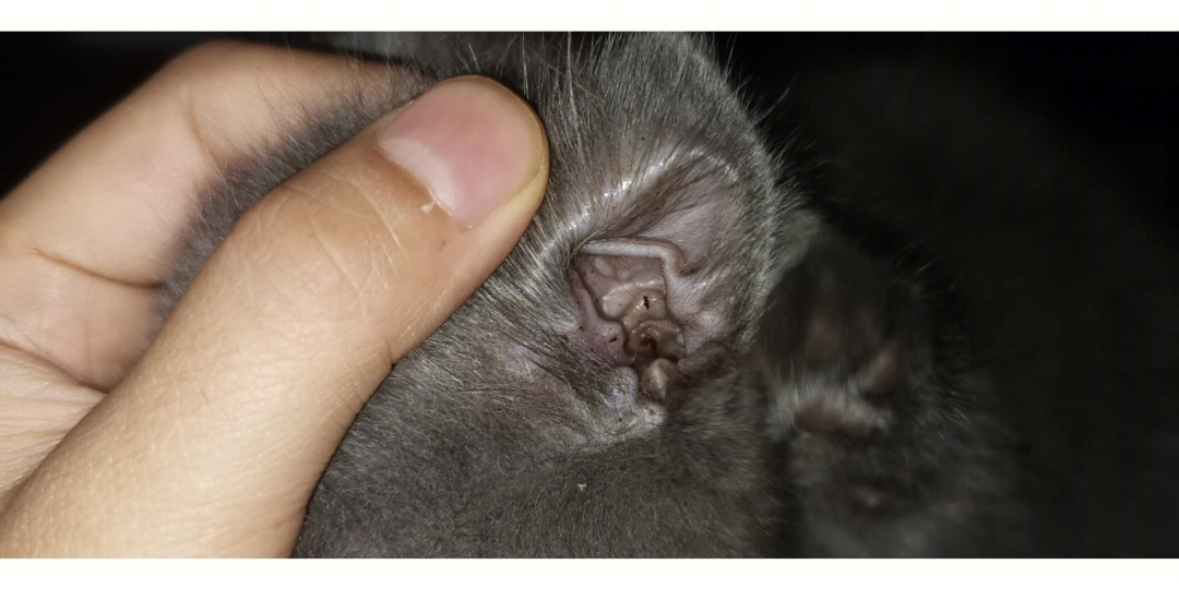 猫耳垢正常的样子图片