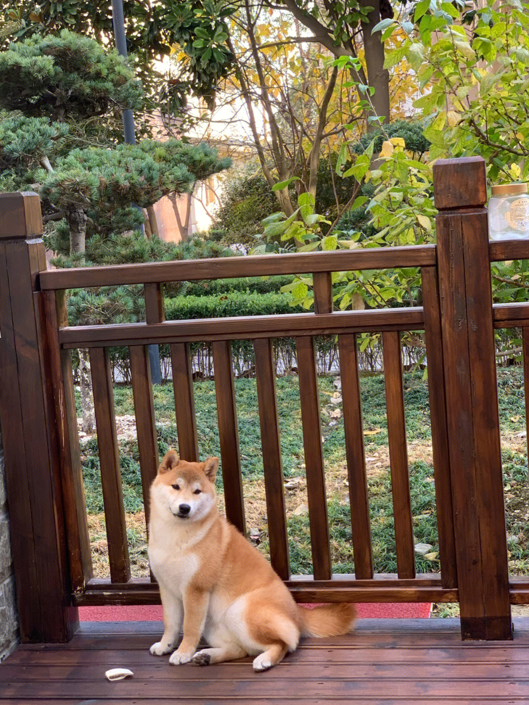 柴犬体重图片