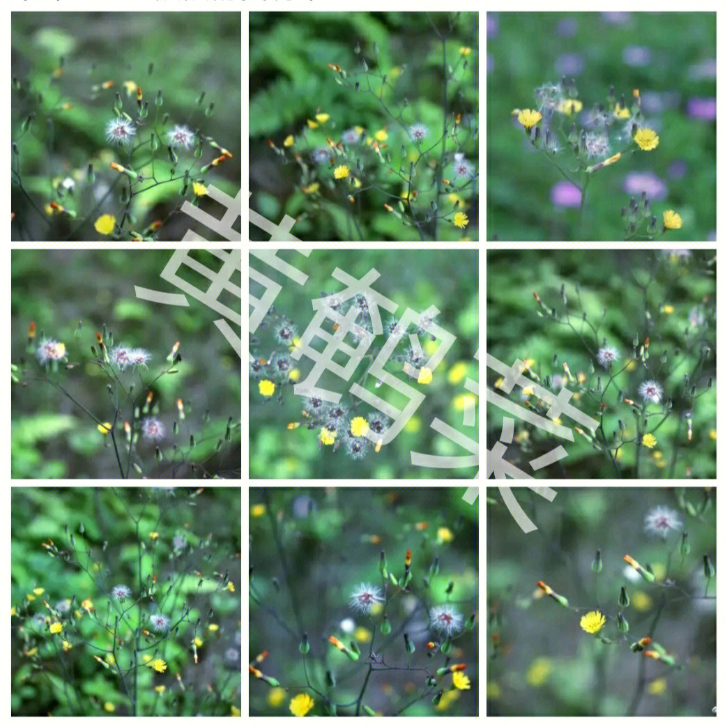 黄鹌菜园林用途图片