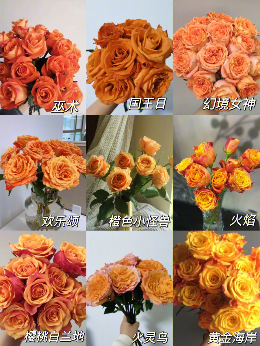 13块的橙色系玫瑰好像橘子汽水味儿的夏天