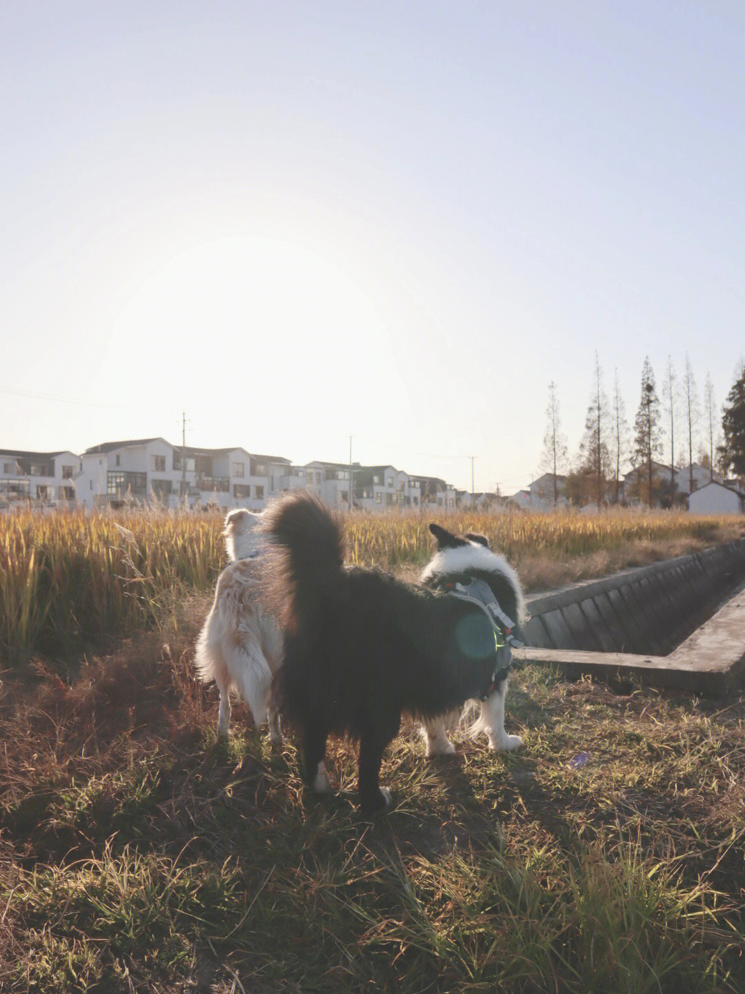 秋田犬