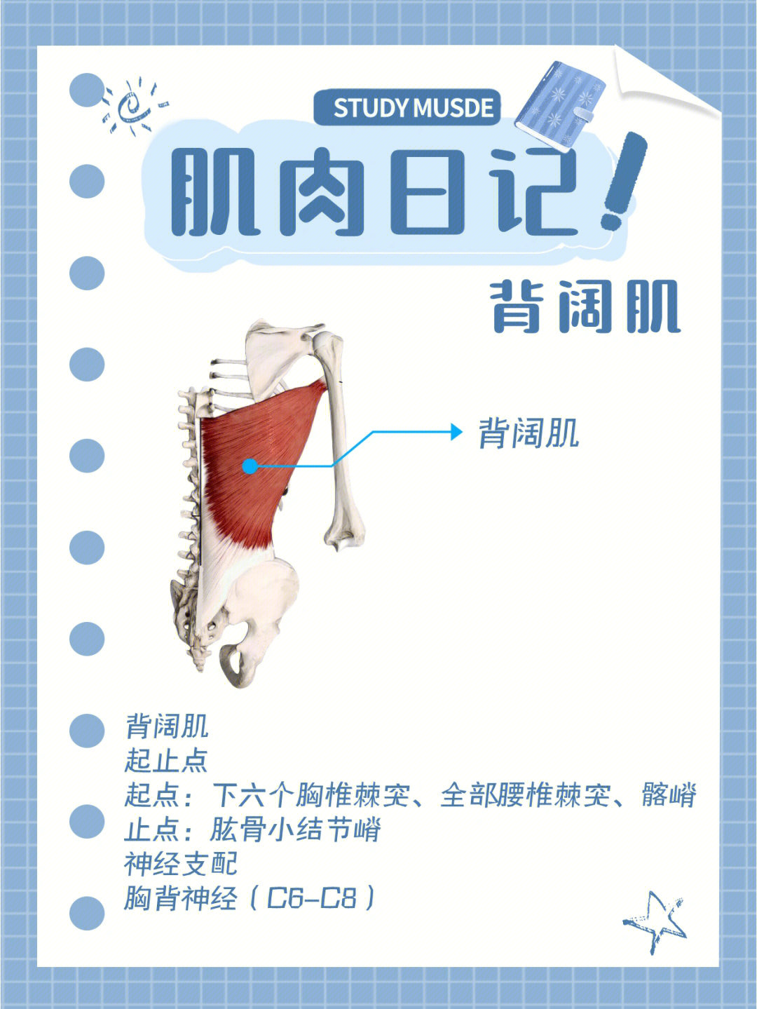 背阔肌93起止点起点:下六个胸椎棘突,全部腰椎棘突,髂嵴止点:肱骨小