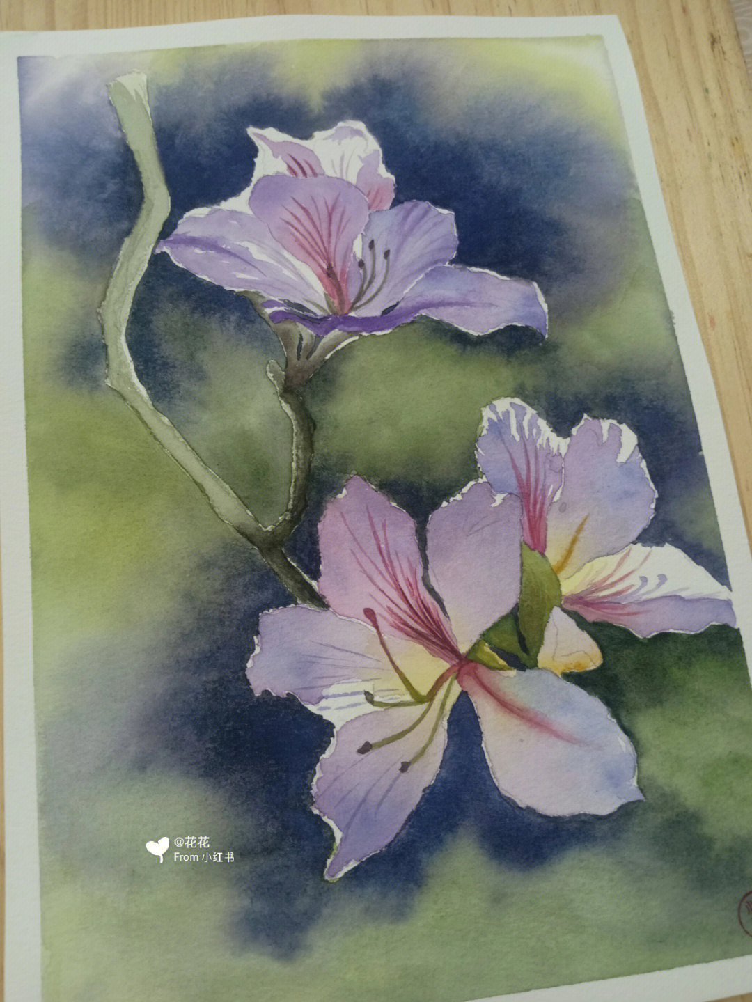 水彩临摹紫荆花