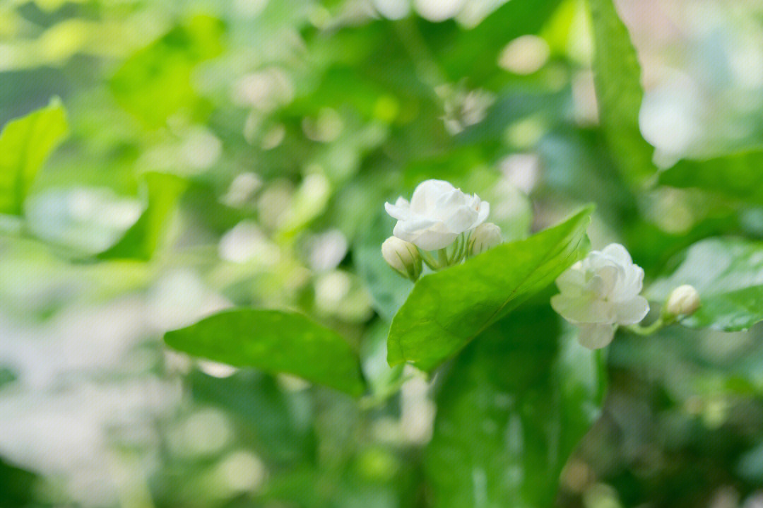 茉莉茉莉