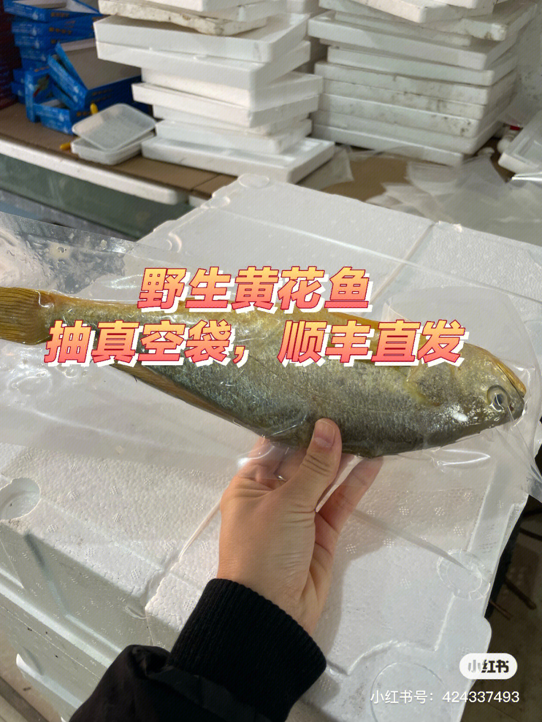 渤海湾鱼种大全图片