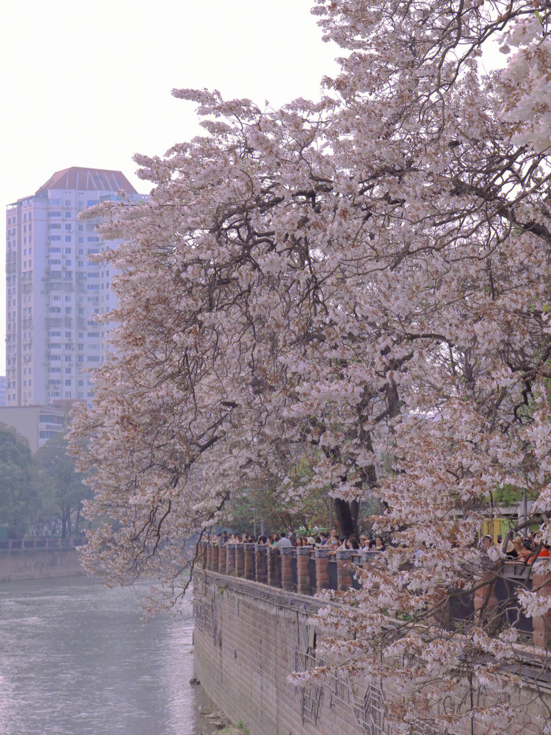 成都红星桥泡桐花图片