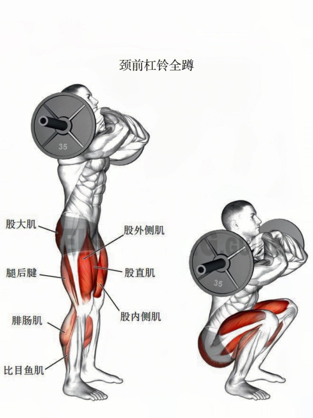 腘绳肌群图片