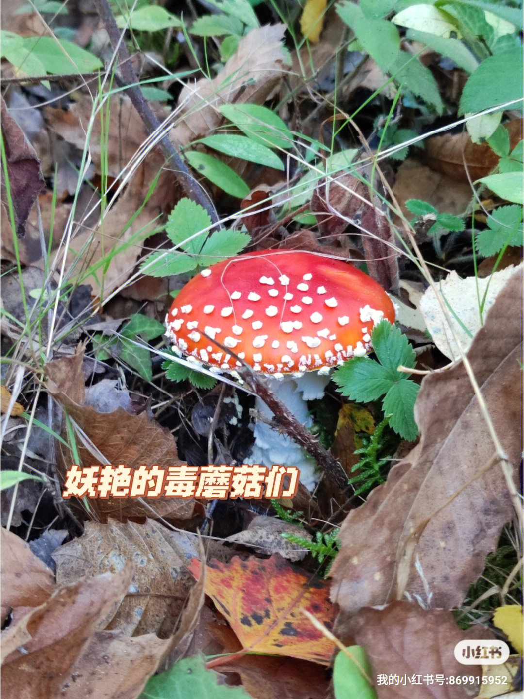 东北野生毒蘑菇图片