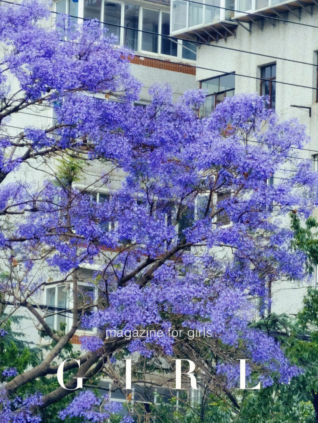 5月盘龙江蓝花楹实况