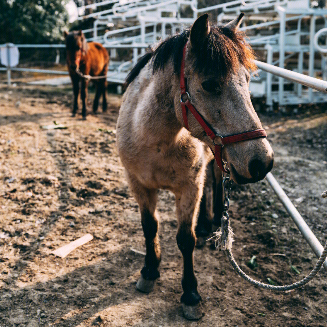 horse是什么意思图片