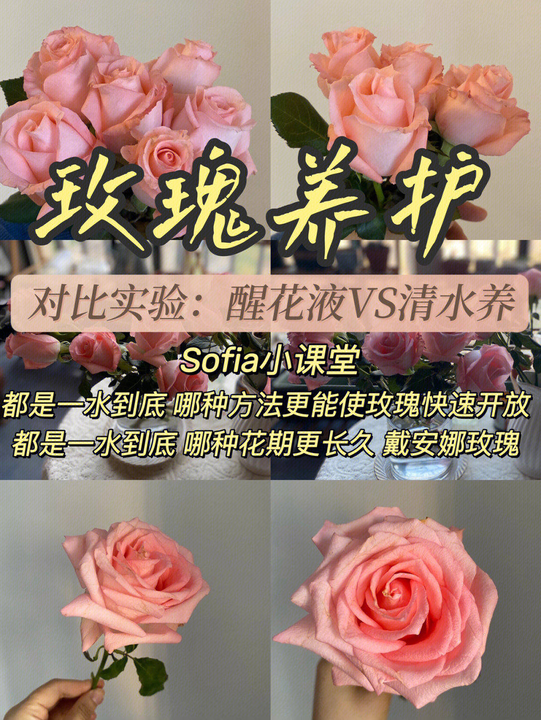 玫瑰花醒花步骤图片