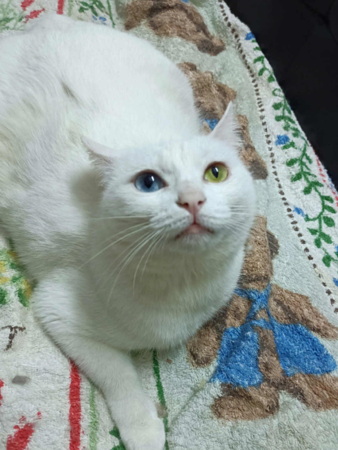 异瞳白猫找领养