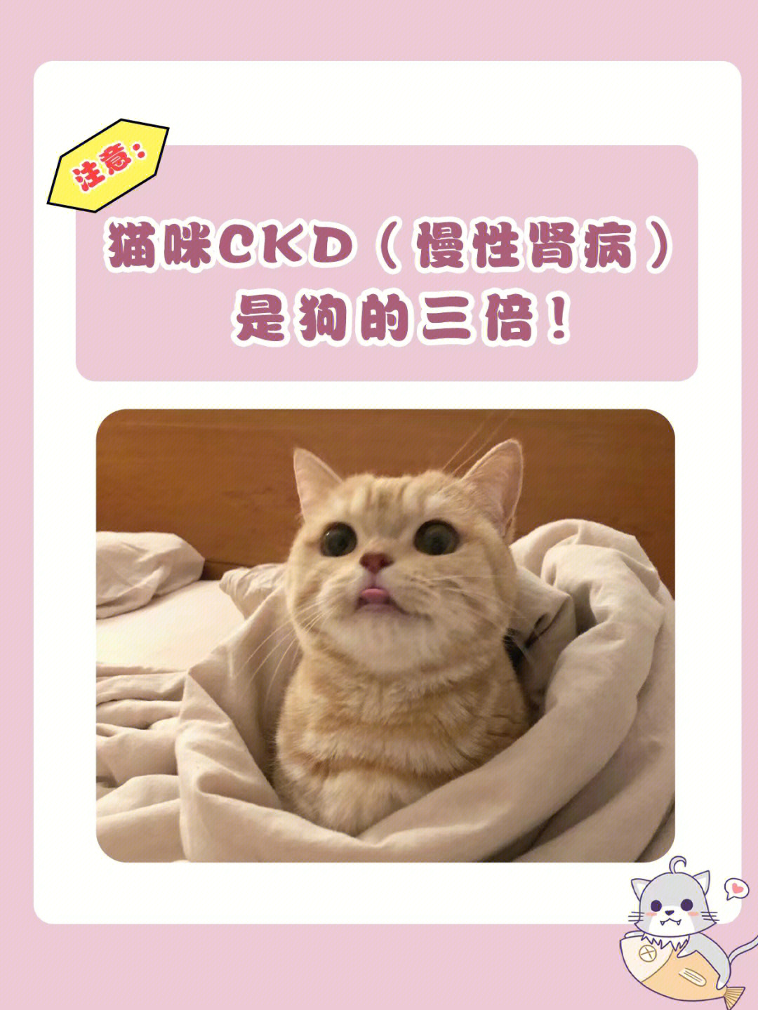 注意猫咪ckd慢性肾病是狗的三倍