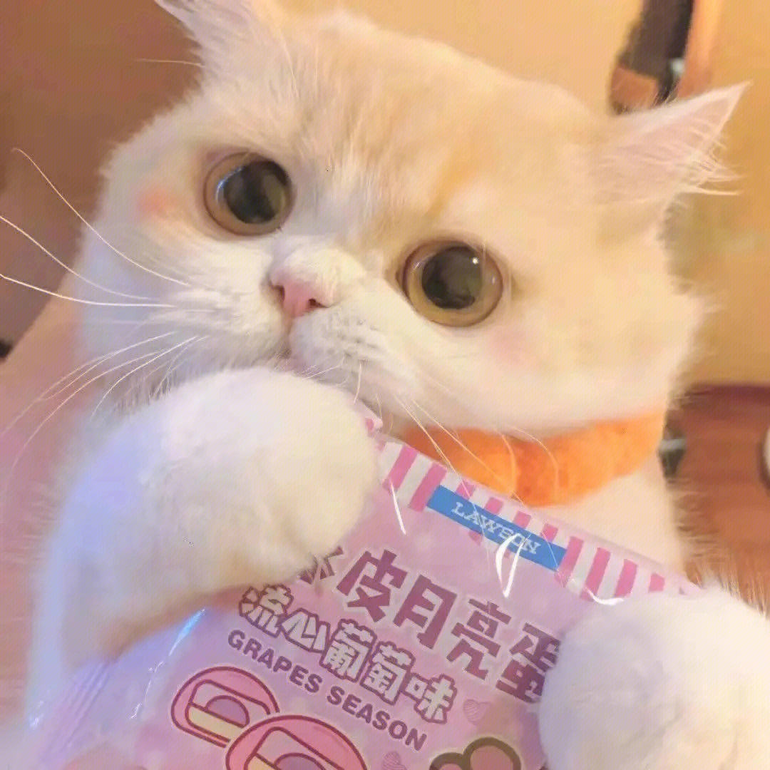 可爱猫猫情侣头像