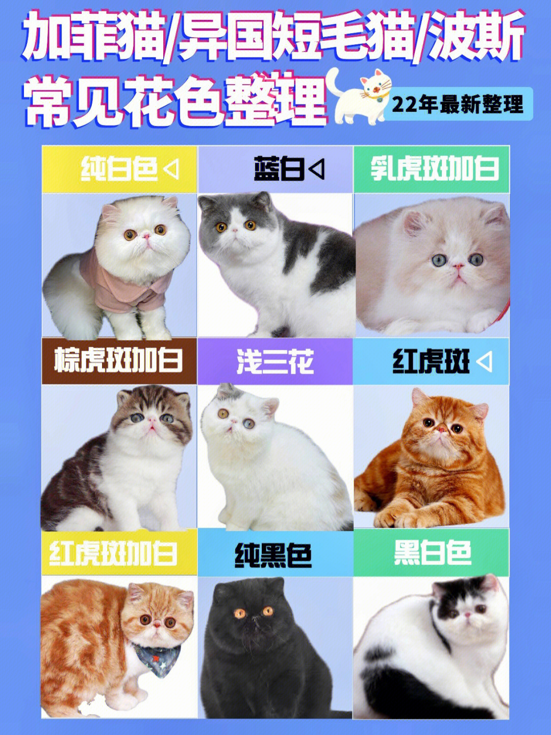 加菲猫品相图解图片