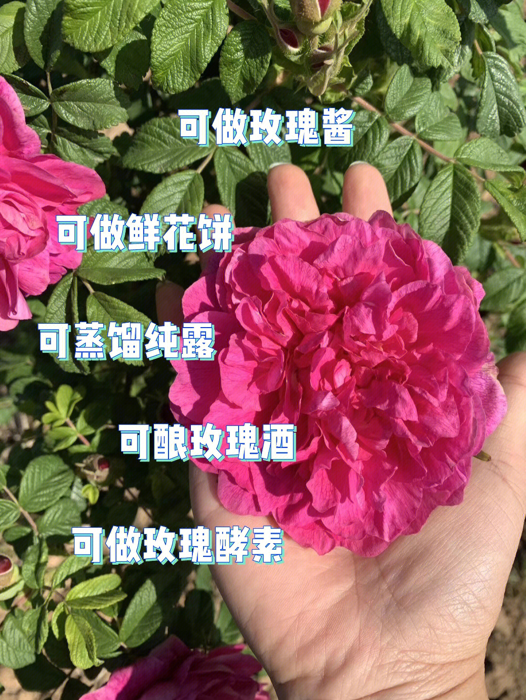 玫瑰花开放过程图片