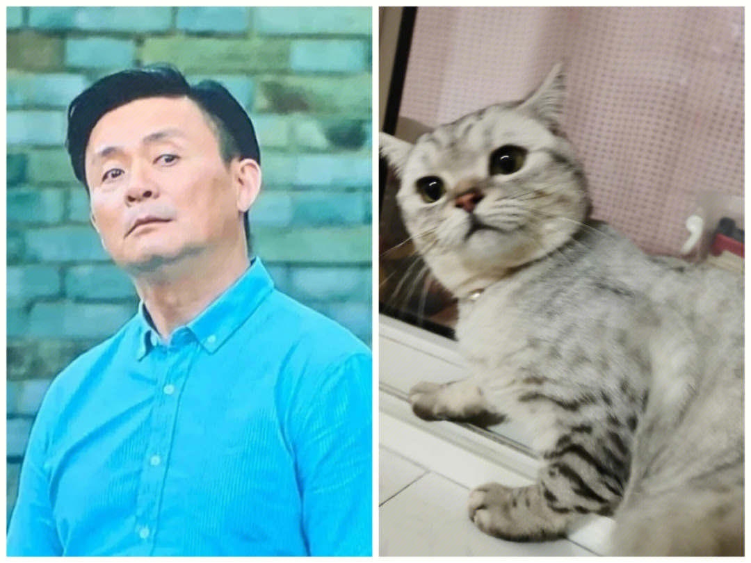 某某团长猫图片图片