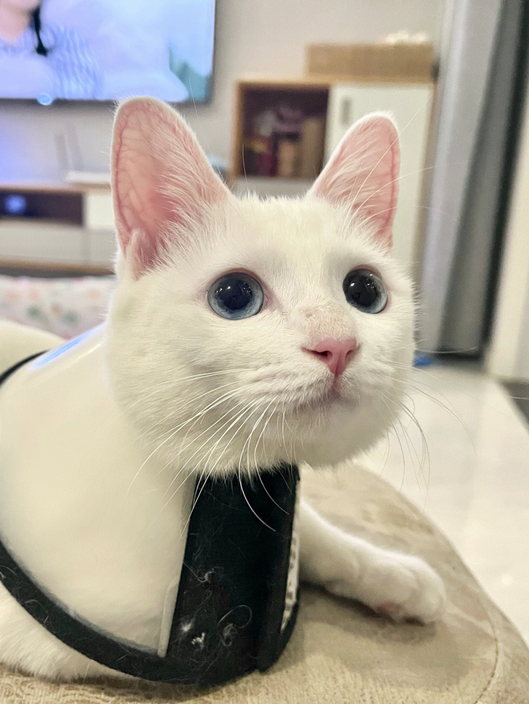 原来白毛蓝眼睛的小猫咪有天生听不见的几率我家豆包这耳朵可能就是