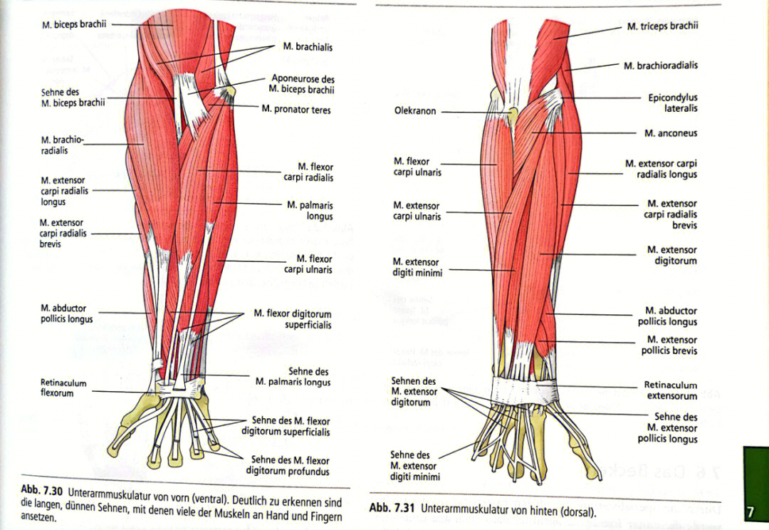 94肌学系统解剖(muskeln)德语图片中括号里为拉丁语图178前臂肌群