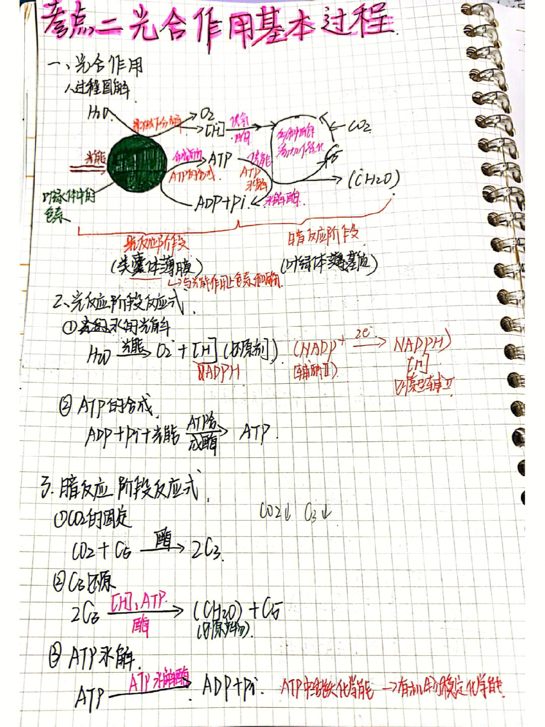 生物光合作用笔记图片图片