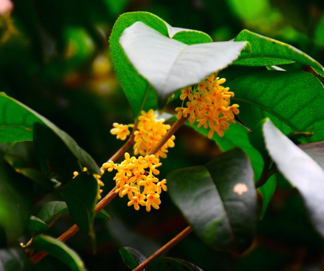 桂花的季节秋天该很好