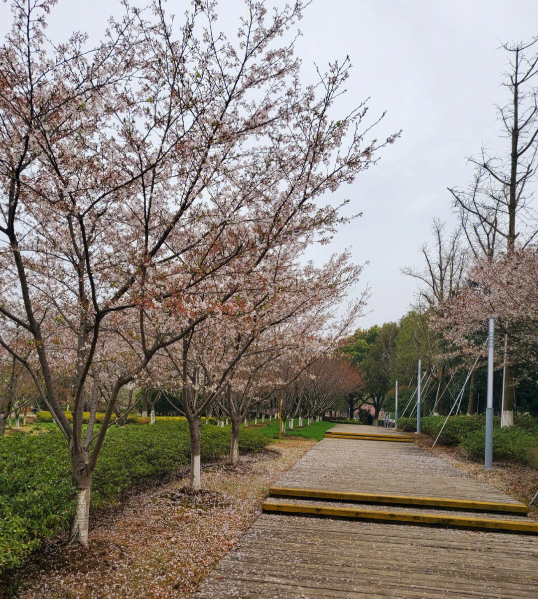 苏州仙樱湖公园樱花节图片