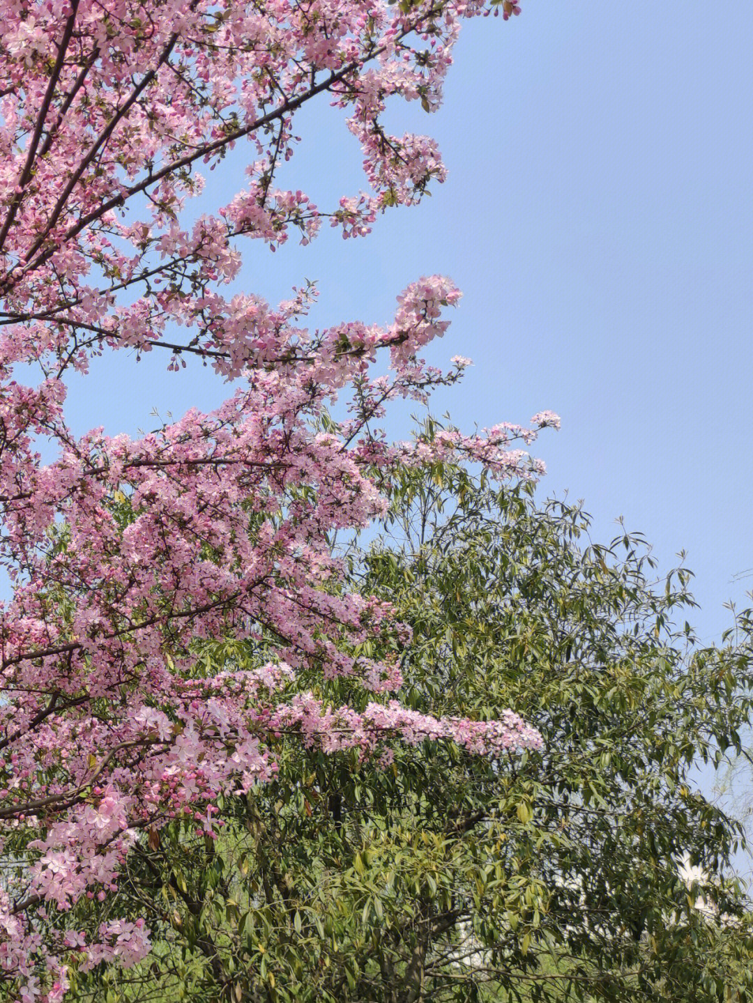 学校樱花开啦