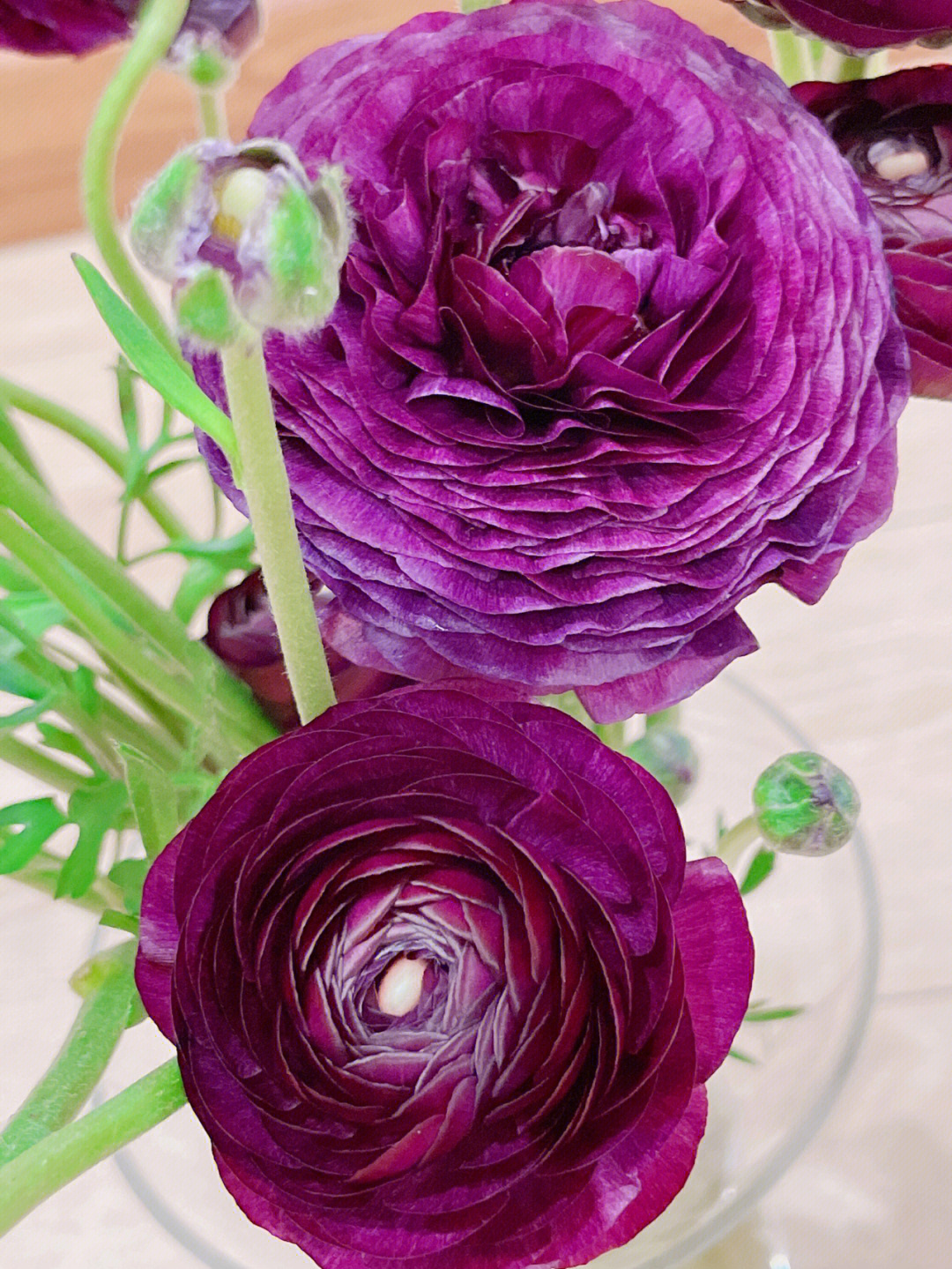 黑紫色洋牡丹图片