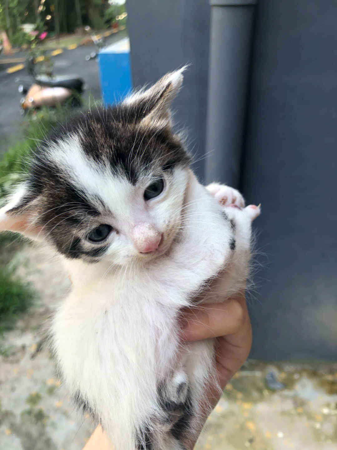 西安猫猫小可爱真面目图片