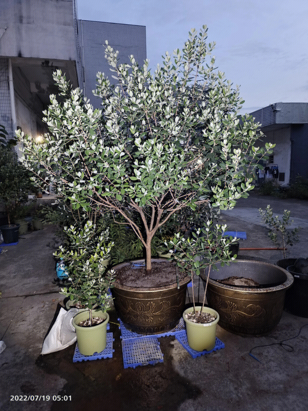 菲油果盆栽贴吧图片