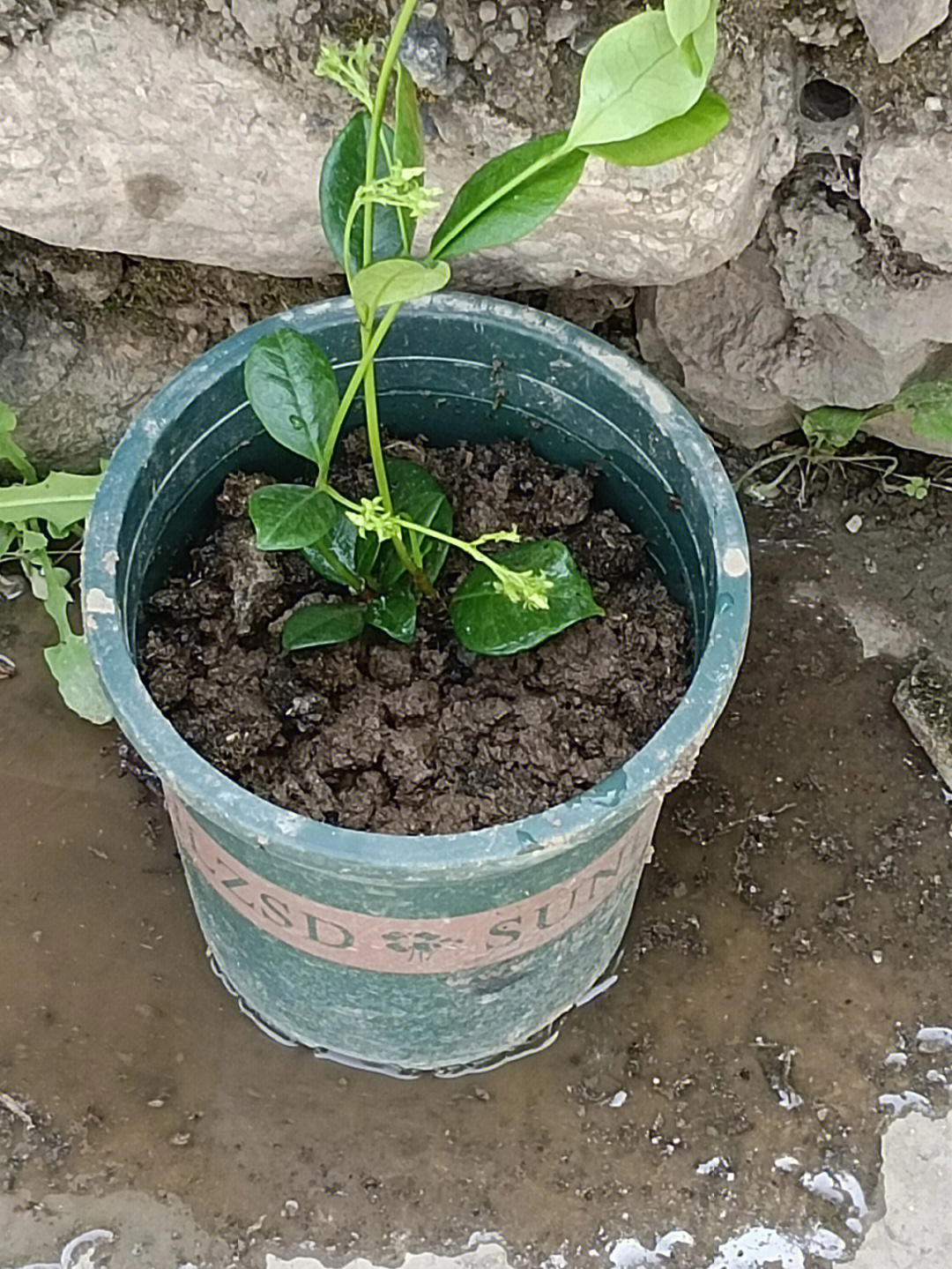 风车茉莉气生根图片