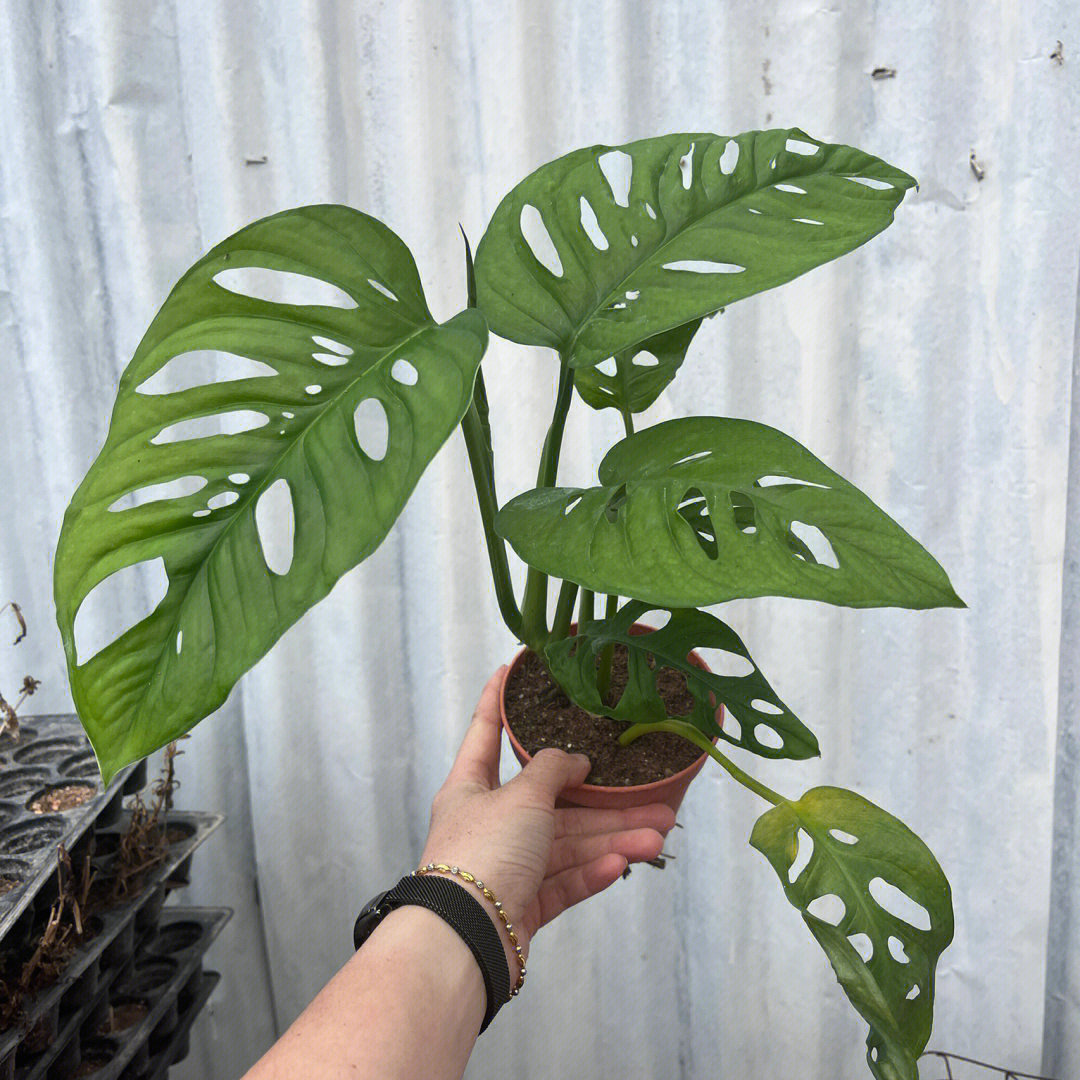 仙洞龟背竹rm15新手友好
